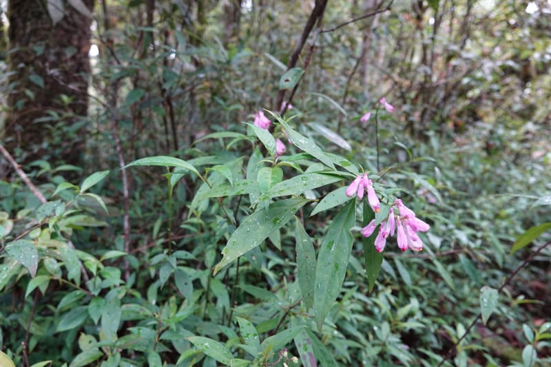Polygala karensium, D. Boufford 44124--China. Yunnan. Da Wei Shan. 2 May 2018. DSC01093 (24).JPG