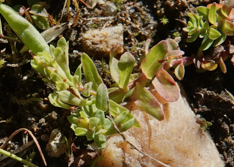 Hypericum anagalloides, C. Davidson 14106--ID. Valley Co. Cloochman Saddle Rd. 30 Aug 2020. DSC06646 (173).JPG