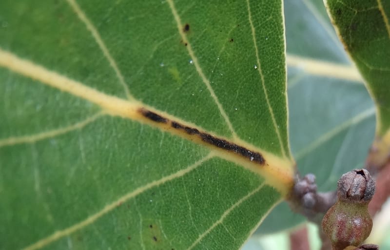 Cryptocarya, Munzinger, J 7347--Fiji. Delaikoro Mtn. 3 Nov 2015. DSC08393 (269).JPG