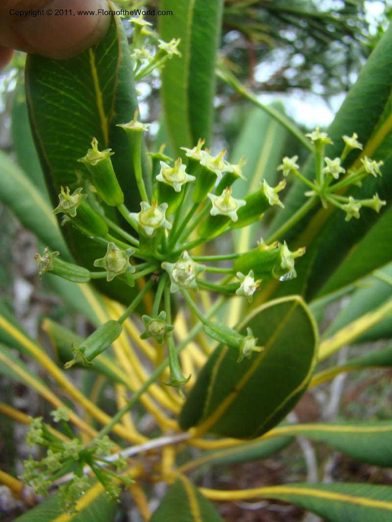 Myodocarpus crassifolius, not coll.--New Caledonia. Pl des Lacs. Ca. Grand Lac. 21 Jan 2010. 293 (247).jpg