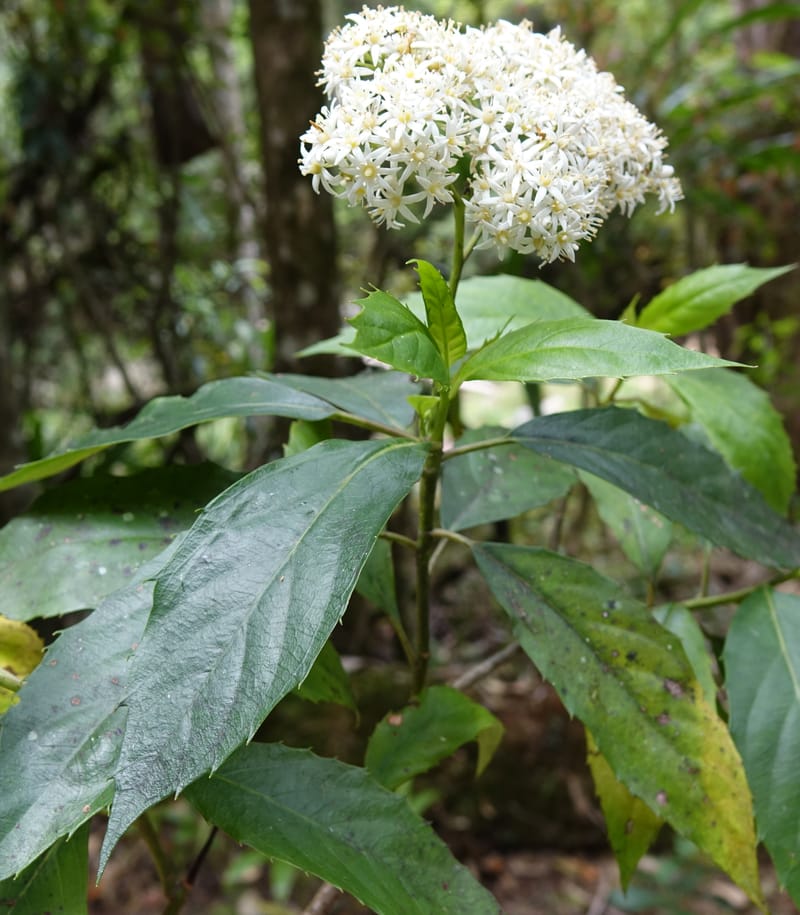 Cuttsia viburnea, Davidson, C 13348--Australia. Qld. Austinville Rd. Stop 4. 17 Oct 2016. DSC02986 (29).JPG