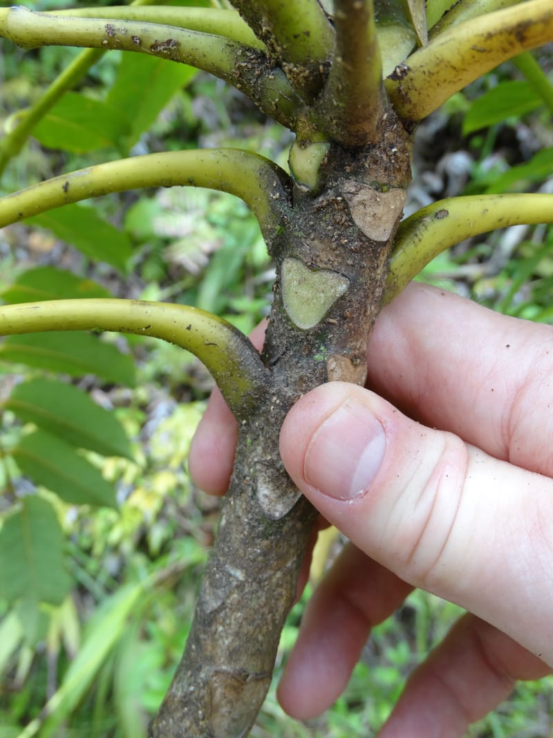 Plerandra grandiflora, Plunkett, G 3178-- Fiji. Delaikoro Mtn. 3 Nov 2015. DSC08393 (40).JPG