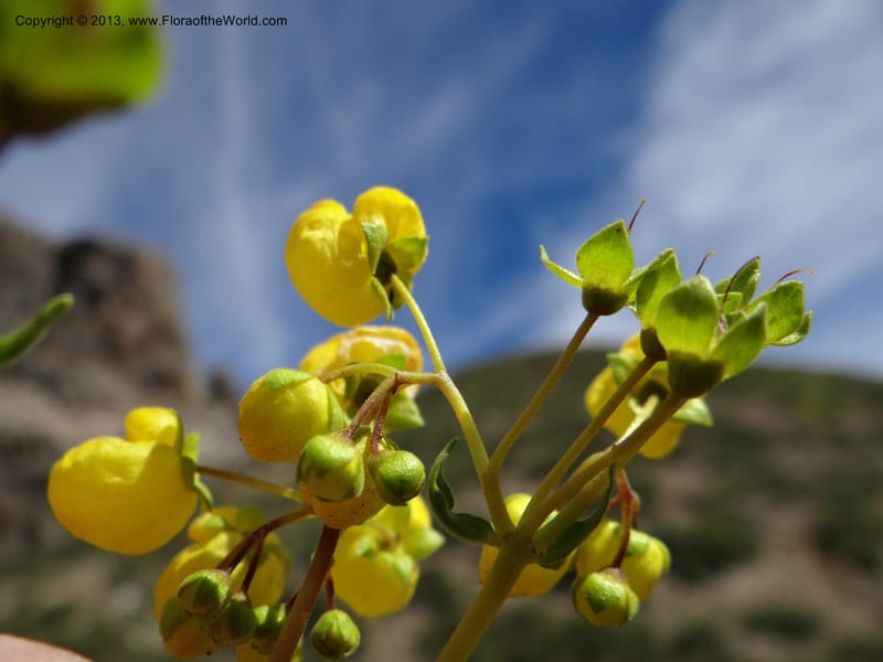 Calceolaria biflora, WDS 34183--Chile. Cta. 115. La Laguna. 22 Feb 2013. DSC02595 (122).JPG