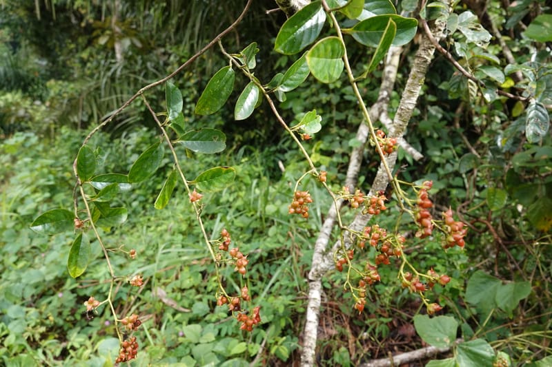 Tetracera, C. Davidson 13910--Gabon. M de C. Road past the cabins. 29 Oct 2018DSC09794 (18).JPG