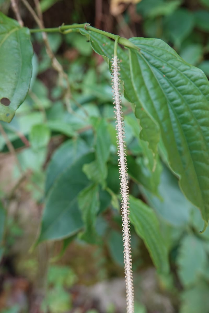 Piper bonii, D. Boufford 44107--China. Yunnan. Lao jun Shan. 30 Apr 2018. DSC00424 (406).JPG