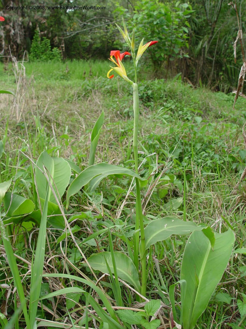 Canna indica--So. Africa. Natal Bot. Gard. 6 Oct 03. 058.jpg