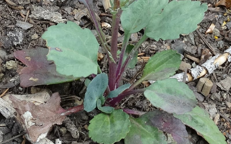 Senecio cymbalarioides, Davidson, C 12633--ID. Idaho Co. Seven Devils Campground. 11 Aug 2014. DSC00412 (99).JPG