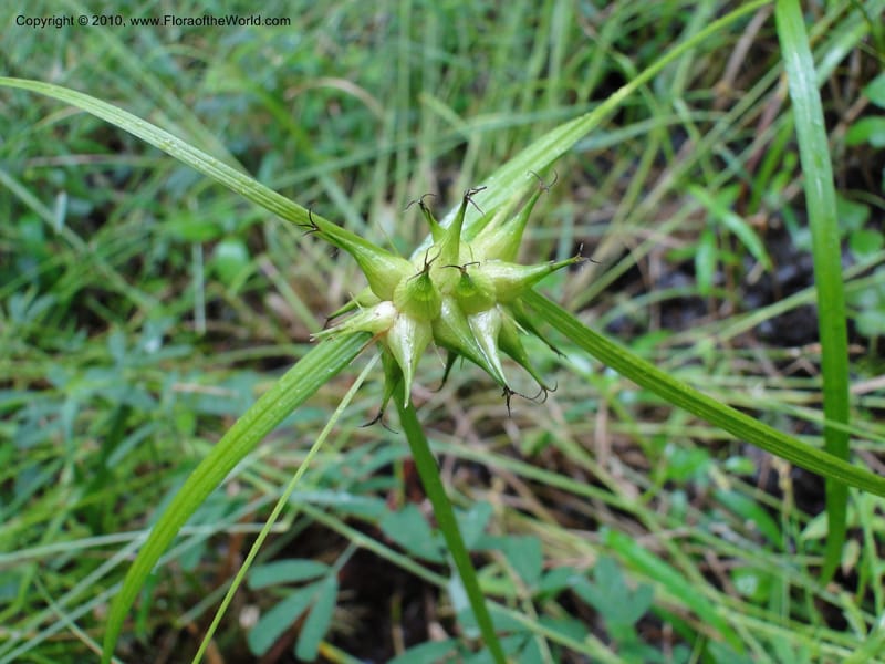Carex intumescens, Mori, S 27441, North Carolina, Wake Co., Boyce Bridge Rd, 25 May 2010 (26).JPG