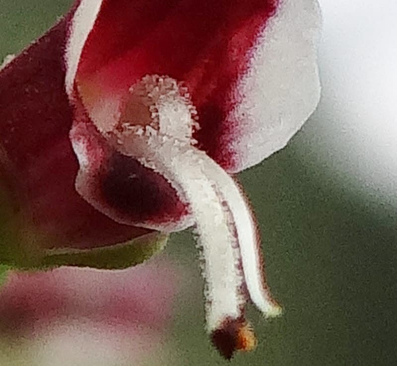 Scrophularia--Kurdistan. 2nd stop after Tawilla. 22 May 2013. DSC04763 (47).JPG