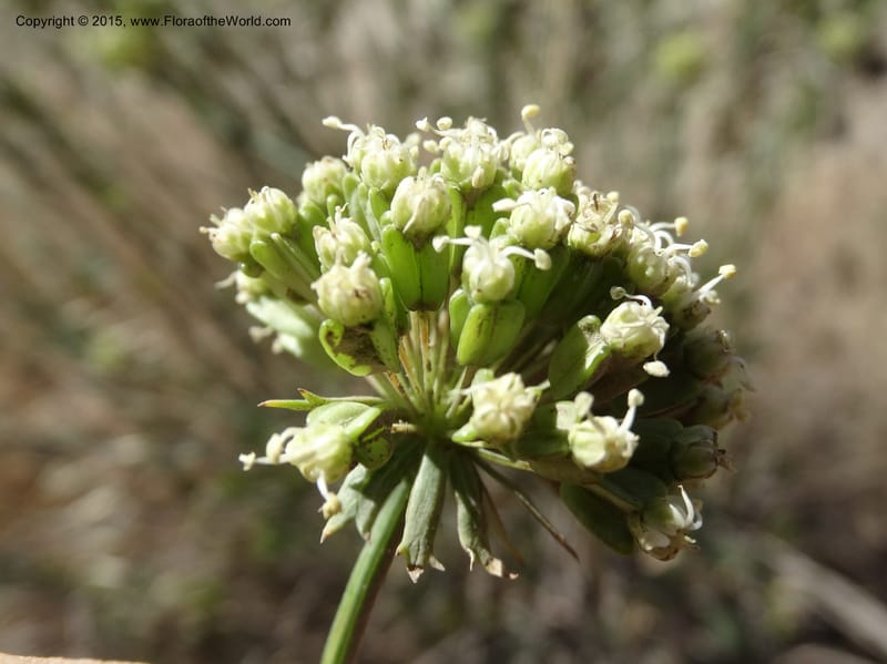 Asteriscium chilensis, Davidson, C 12819--Chile. Ruta J-55 east of Talca. 27 Nov 2014. DSC08479 (51).JPG