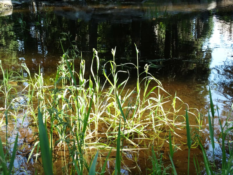 Torreyochloa pallida var. pauciflora, Davidson, C 12609--Idaho. Valley Co. Payette Lake. Sylvan Cr. 20 Jul 2014. DSC00669 (40).JPG