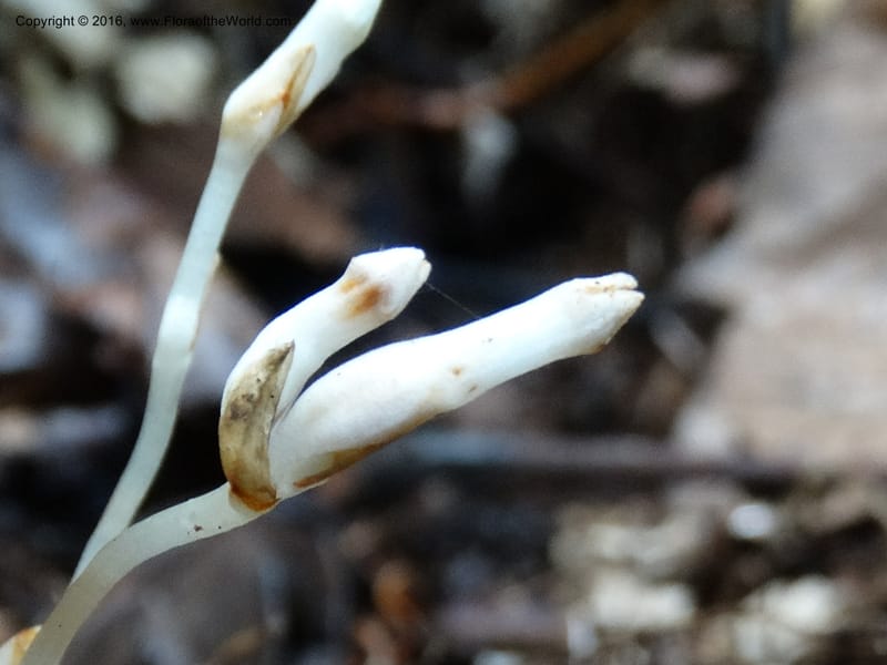 Gymnosiphon, Davidson, C 12931--Sabah. Kinabalu Nat. Park. Nalumad Substesen. 29 Mar 2015. DSC01294 (32).JPG