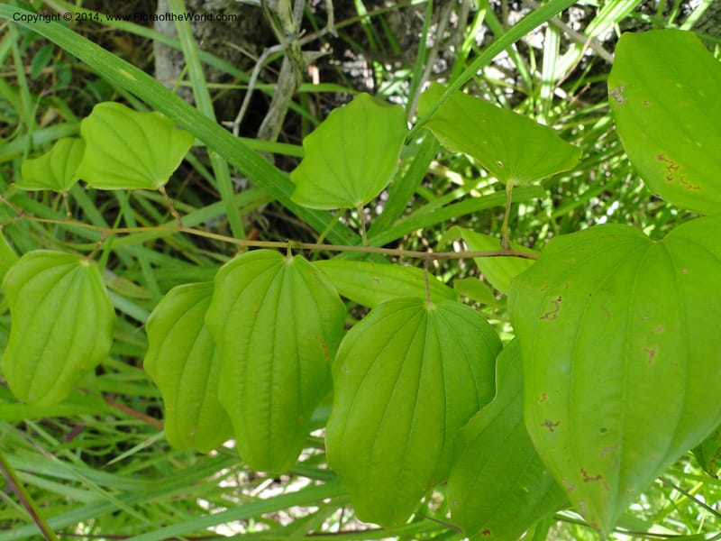 Dioscorea, Stevens,  W. D 31168, Garay Cue, 19 Mar 2011 2366 (11).JPG