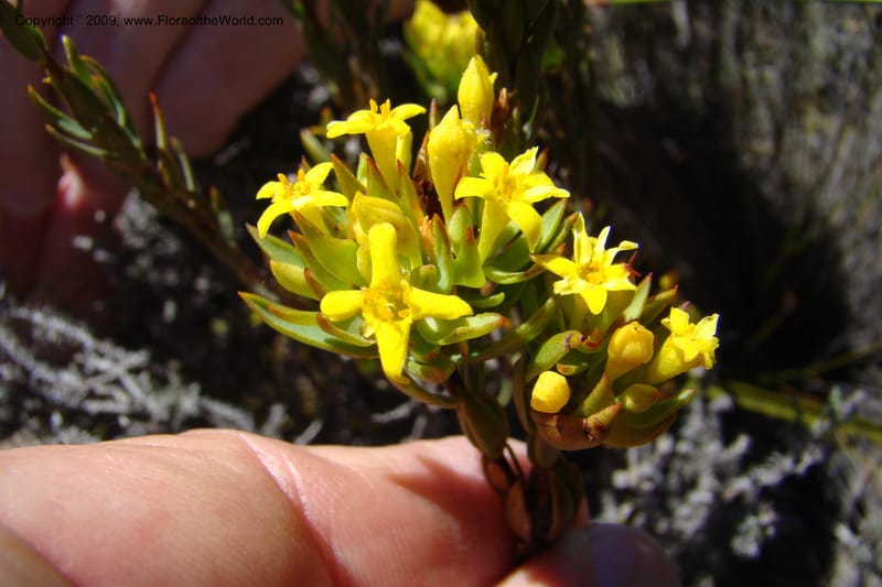 Gnidia, Z. Rogers 1248--South Africa. W. Cape. Grabouw to Kleinmond. 19 Jan 2009. 030.jpg