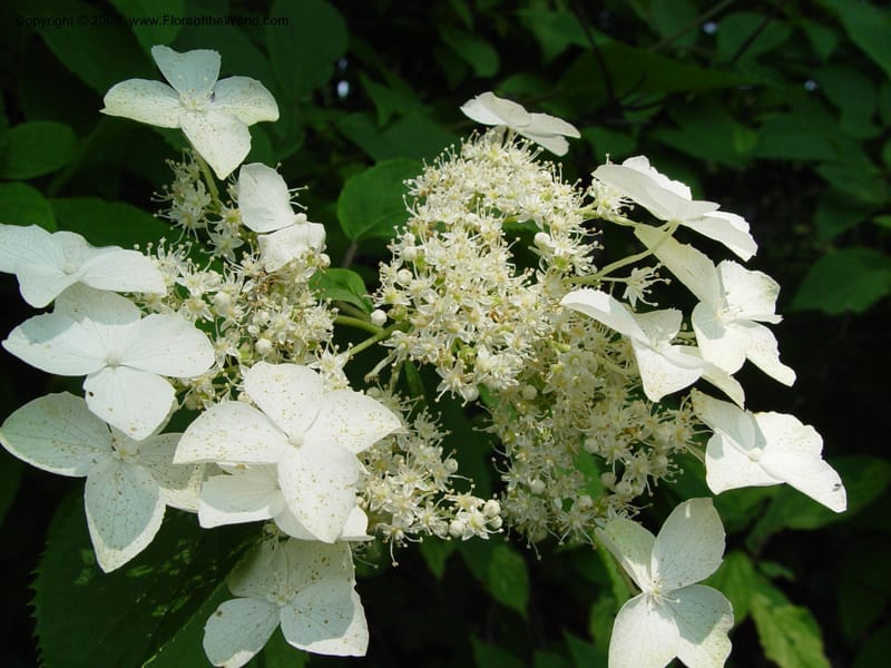 Hydrangea macrophylla, v. serrata, 1109-82-A--MA. Arnold Arbor. 30 Jun 03. 004.jpg