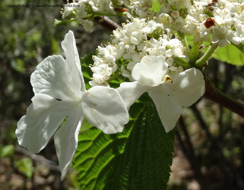 Viburnum lantanoides, Davidson, C 12961--North Carolina. Trans. Co. Beech Gap on BRP. 12 May 2015. DSC04240 (45).JPG