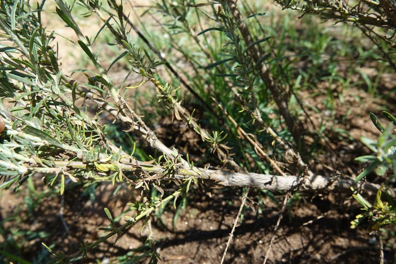 Gomphostigma virgatum, L. Nanyeni 1150--Namibia. B1 to Rehoboth, Frankie Fredricks St. 15 Mar 2018. DSC00565 (246).JPG