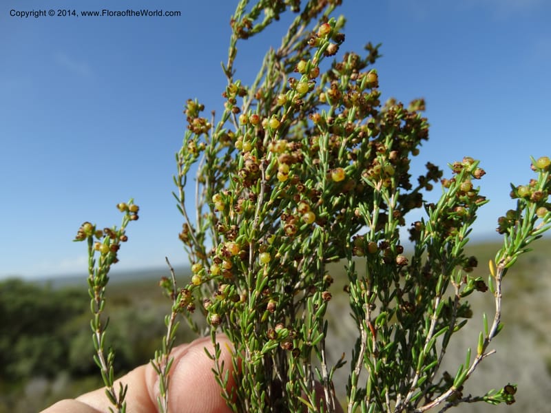 Erica, Davidson, C 12302B--South Africa. Western Cape. De Hoop Nature Res. 22 Jan 2014. DSC01681 (116).JPG