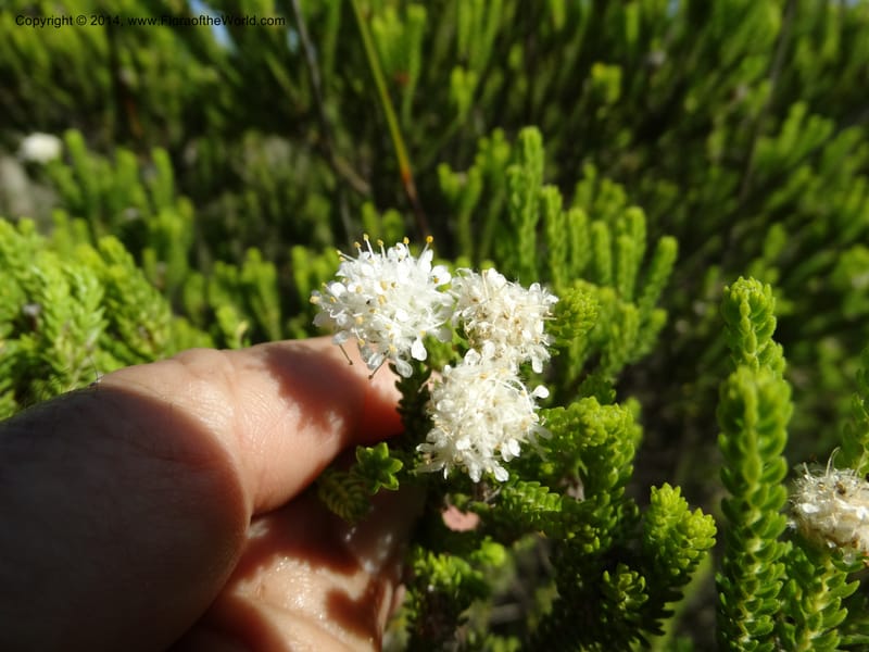 Agathosma collina, Davidson, C 12301--South Africa. Western Cape. De Hoop Nature Res. 22 Jan 2014. DSC01681 (101).JPG