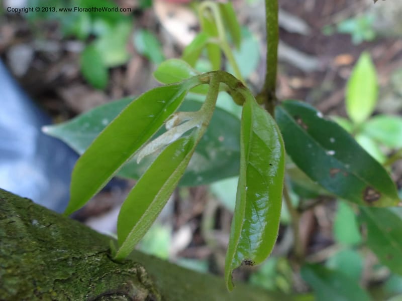 Xylopia sp. unk., Espinosa-Jimenez, J. A 1180--Mexico, Chiapas,Biosfera  El Ocote  23 Feb 2012  3937 (5).JPG
