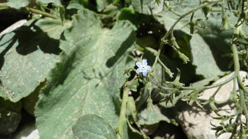 Brunnera orientalis, A. G. Miller 133.7--Iraq. Kurdistan. Shakh-i Pira Magun. Gueza Khan. 11 June 2010. 191 (3).jpg