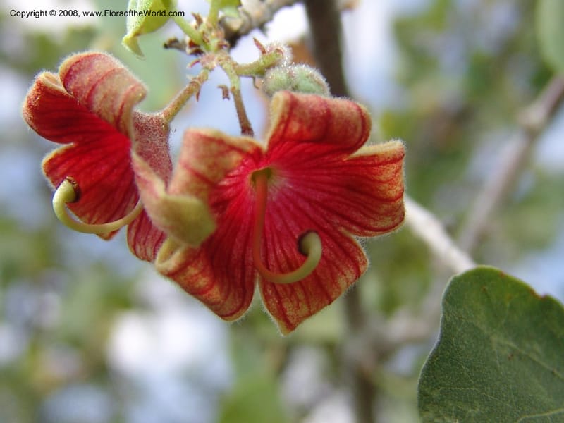 Sterculia rogersii--So.Africa. Mpumal. twd Steelpoort. 16 Mch 05. 036.jpg