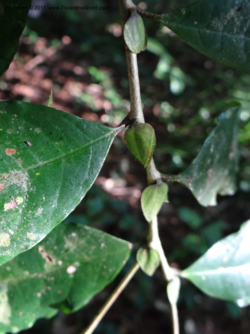 Antidesma, VC 5594--Thailand. Ranong Prov. Klong Naka Wildlife Sanctuary. 14 Nov 2012. DSC09055 (93).JPG