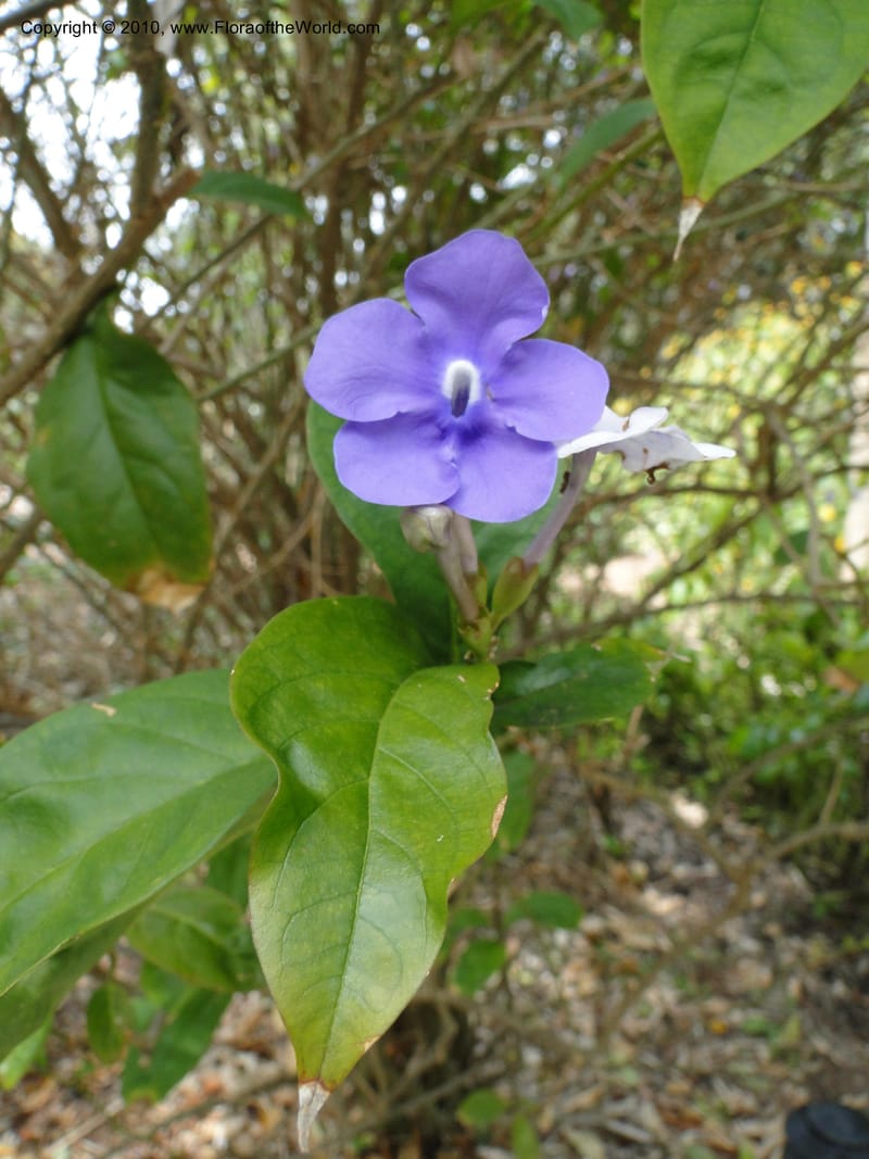 Brunfelsia grandiflora--Florida. Marie Selby Gardens, Sarasota. 16 March 2010. 236 (3).jpg