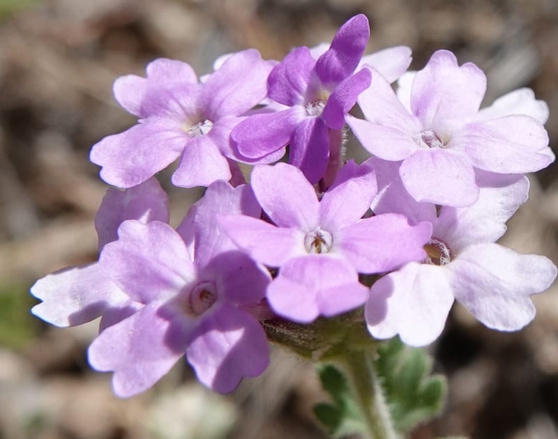 Glandularia gooddingii, C. Davidson 13980--AZ. Pima Co. Mt. Lemmon. Molino View Parking. 8 Apr 2019. DSC (176).JPG