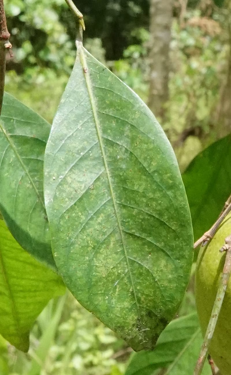 Irvingia gabonensis, C. Davidson 13929--Gabon. Missome Village. 31 Oct 2018. DSC00817 (142).JPG