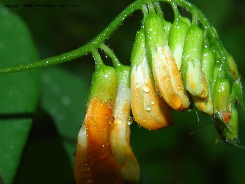 Galega orientalis--Georgia. 2 km S of Bakuriani, rd to Khrats'koros. 6 Jun 05. 159.jpg