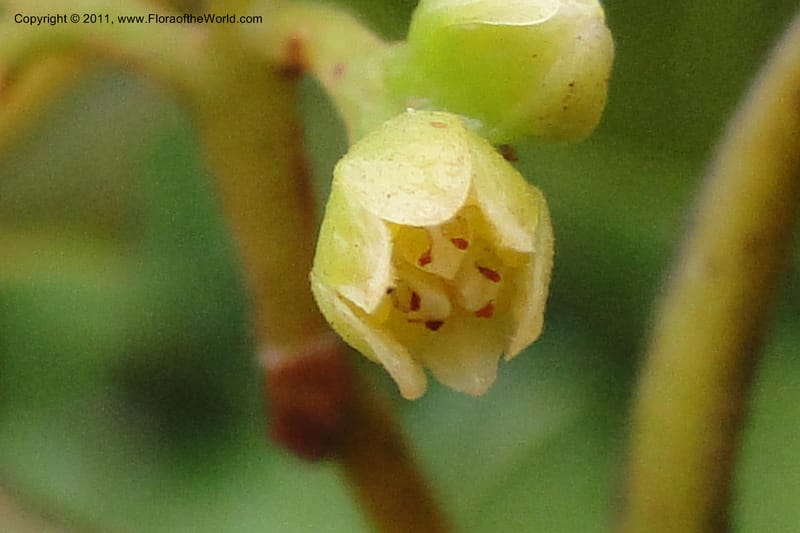 Endiandra, J. Munzinger 6507--Fiji. Area of Monasavu Dam I. 9 Feb 2011. 402 (24).jpg