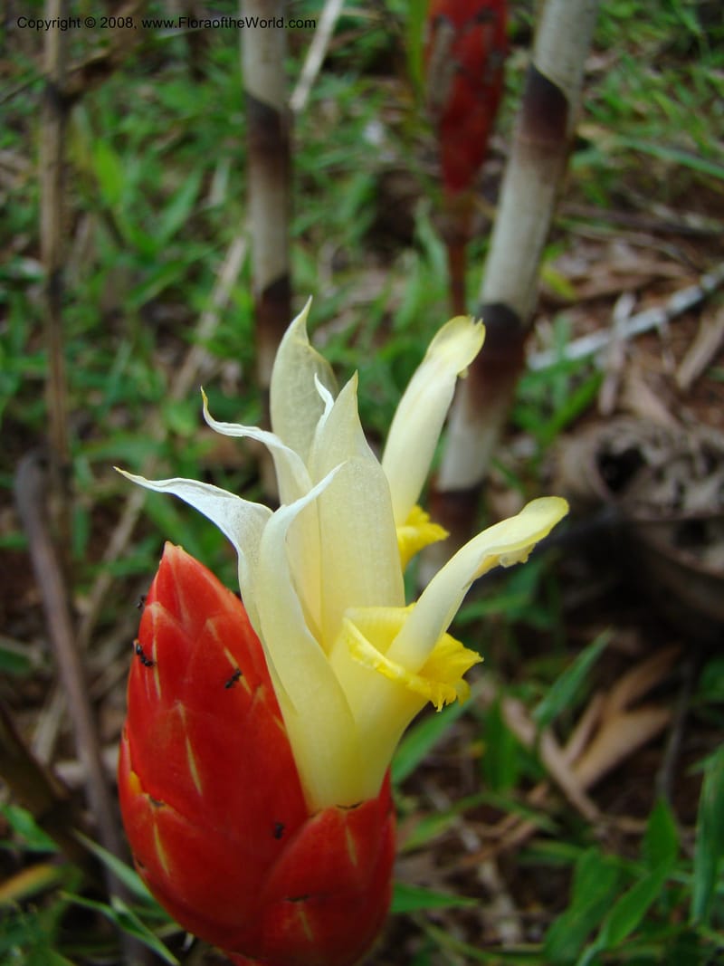 Costus stenophyllus--Costa Rica. Puntar. Los Charcos de Osa. 15 Apr 08. 225.jpg