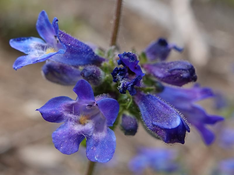 Penstemon albertinus, C. Davidson 13840--ID. Shoshone Co. Freezeout Rd. FR 301. 10 Jul 2018. DSC06582 (268).JPG