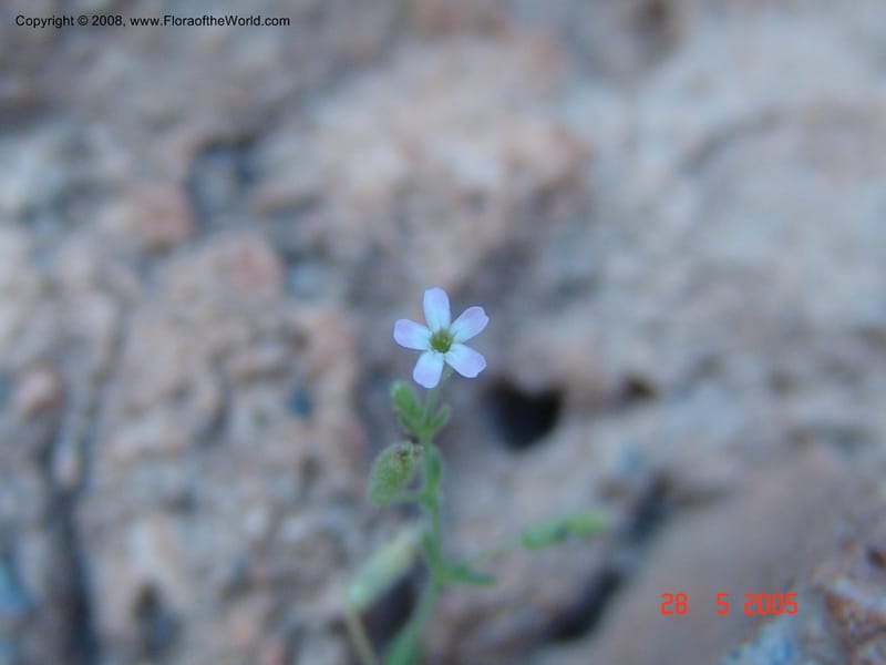 Silene sedoides--Crete. Phenix trail, W of Loutro. 28 May 05.  040.jpg