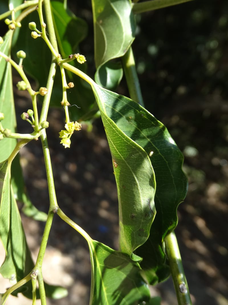 Ventilago, Bruy, D 114--New Caledonia. Tina. 10 Nov 2015. DSC00610 (123).JPG