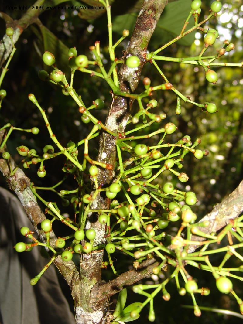 Tovomita, DNeill15784--Ecuador. Prov. Zamora Ch. C. del Condor. Las Orquideas. 16 Sep 07. 360.jpg