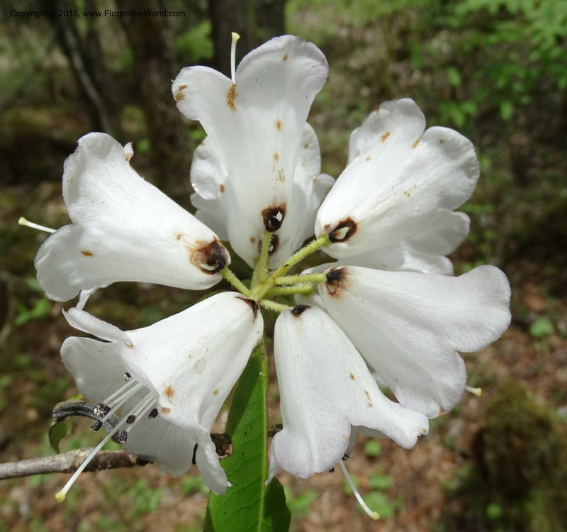 Rhododendron, Boufford, D 43643--China. Sichuan. XiaYingShan to XiangZhai. 10 May 2014. DSC05109 (152).JPG