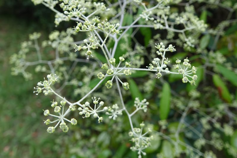 Astrotricha latifolia, Davidson, C 13352--Australia. Qld. Springbrook R (10).JPG
