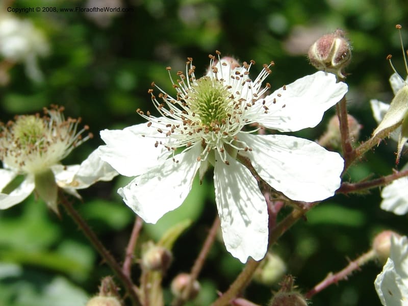 Rubus caucasicus--Georgia. Lagodekhi  Forest Reserve. 11 Jun 05. 156.jpg