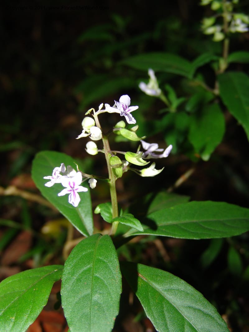 Plectranthus, ROR1600--Madag. Parc Nat. Montagne d'Ambre. 11 Nov 06. 395.jpg