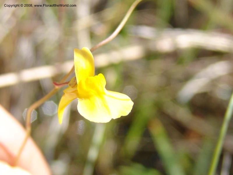 Utricularia prehensilis--So.Africa. E. Cape. Umtamvuna Nat. Res. 11 Mch 05. 269.jpg