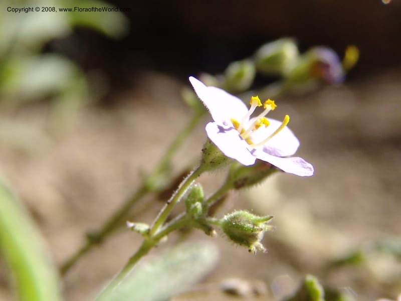 Sutera patriotica--So.Africa. E. Cape. Joubert's Pass, SE of Lady Gray. 9 Mch 05. 141.jpg
