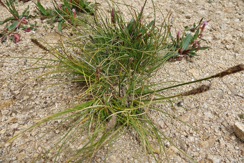 Carex atrofusca subsp. minor, D. Boufford 44061--China. Sichuan. Zhe Duo Shan. 17 Aug 2017. DSC06717 (350).JPG