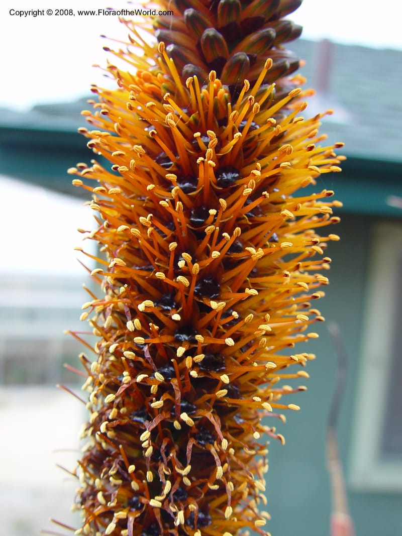 Aloe berhana. 65.1535--CA. UC Berkeley Bot. Gard. 11 Feb 03. 033.jpg