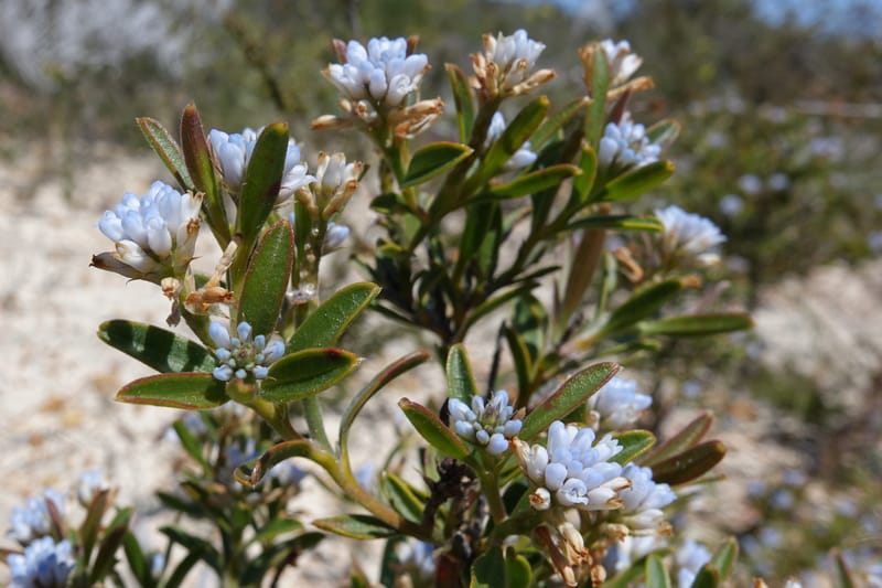 Conospermum nervosum, Davidson, C 13429--Australia. W.A. Green Head-Coorow Rd. Stop 2. 24 Oct 2016. DSC04873 (151).JPG