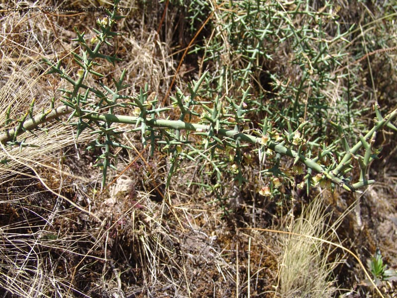 Colletia spinosissima--Peru. Pisaq. 22 Oct 07. 018.jpg