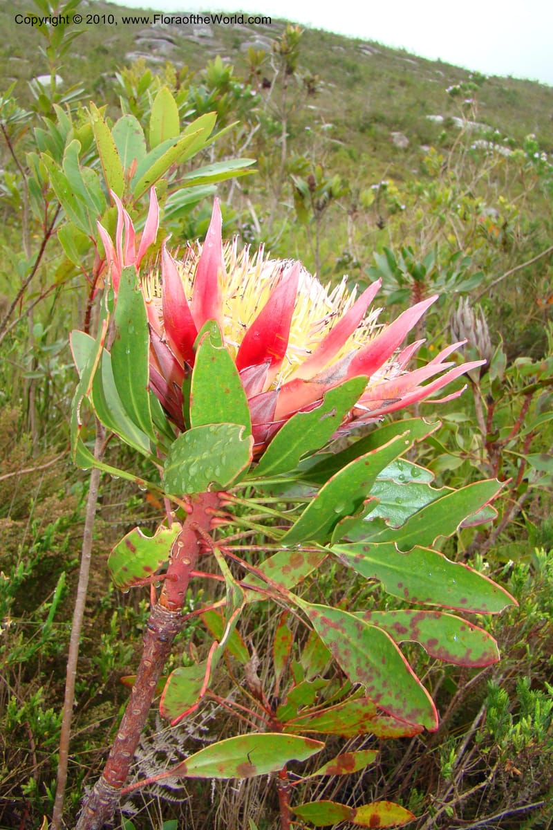 Protea cynaroides, C. Davidson 11499--South Africa. Marloth Nat. Res. Langeberg Mts. 22 Aug 09. 139.jpg