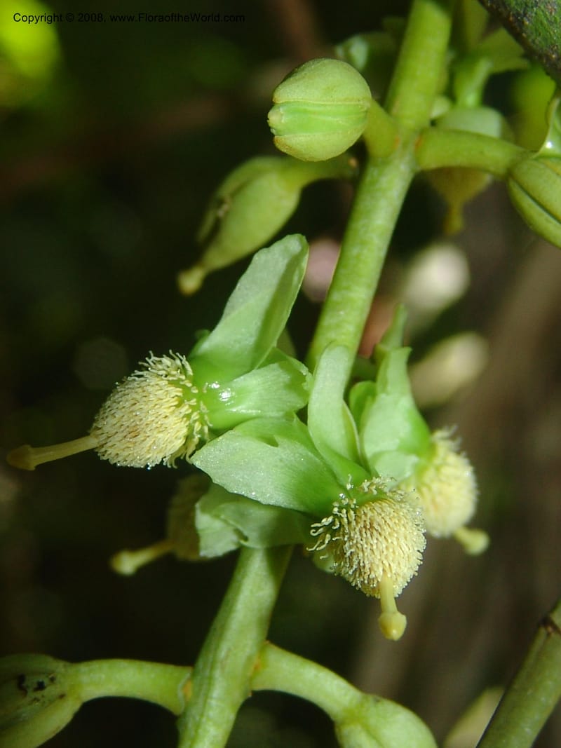 Marila laxiflora, AAraujoM1248--Bolivia. Pq. Nac. Madidi. Chalalan, Send. Anta. 30 Nov 04. 217.jpg