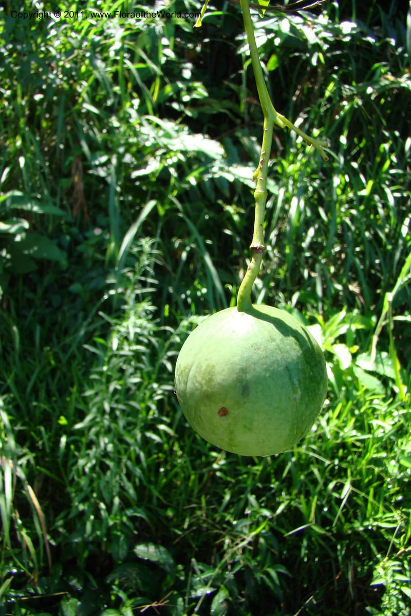 Deidamia, Rogers 1213--Madagascar. Prov. Fianarantsoa. Ifanadiana. 12 Jan 09. 104.jpg
